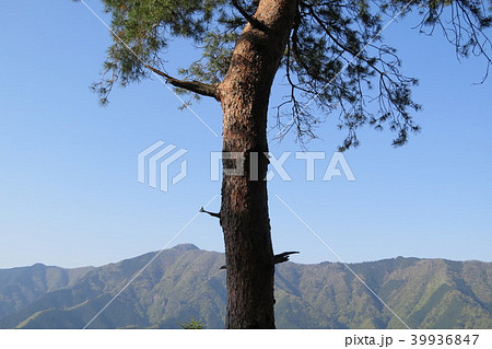 檜原村・浅間嶺⑪ 39936847