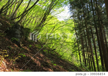 檜原村・浅間嶺⑱ 檜原村・浅間嶺⑱ 39936854