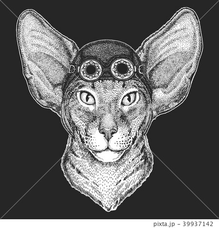 Oriental cat with big ears Hand drawn image for tattoo, emblem, badge, logo, patch Cool animal 39937142