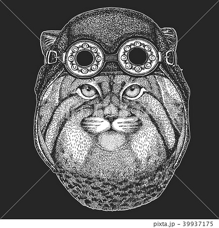 Wild cat Manul Hand drawn image for tattoo, emblem, badge, logo, patch Cool animal wearing aviator 39937175