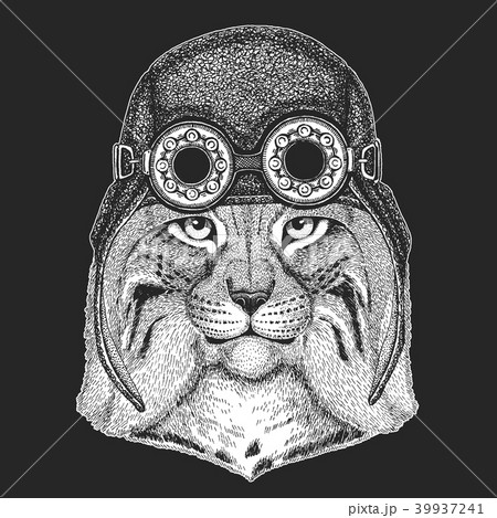 Wild cat Lynx Bobcat Trot Hand drawn image for tattoo, emblem, badge, logo, patch Cool animal 39937241