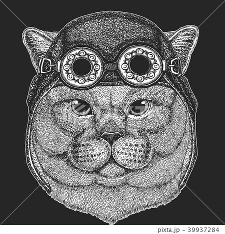 Brithish noble cat Male Hand drawn image for tattoo, emblem, badge, logo, patch Cool animal wearing 39937284