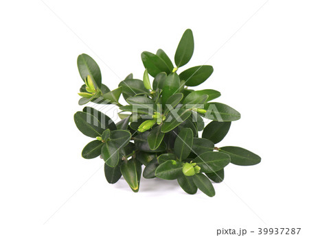 Boxwood branch isolated on a white background. Boxwood branch isolated on a white background. 39937287