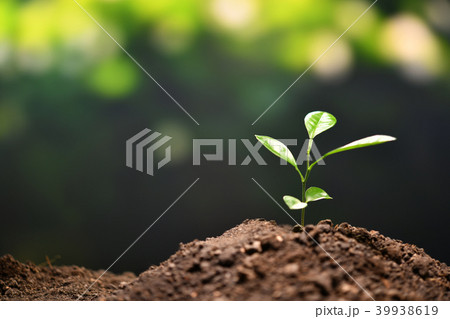 Young plant in the morning light Young plant in the morning light 39938619
