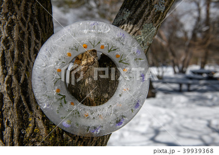 氷のリース・清里 清泉寮の冬(山梨県) 氷のリース・清里 清泉寮の冬(山梨県) 39939368