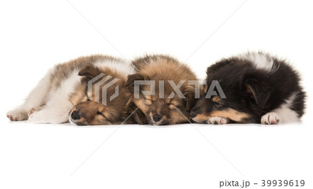 Three cute sleeping shetland sheepdog puppies Three cute sleeping shetland sheepdog puppies 39939619