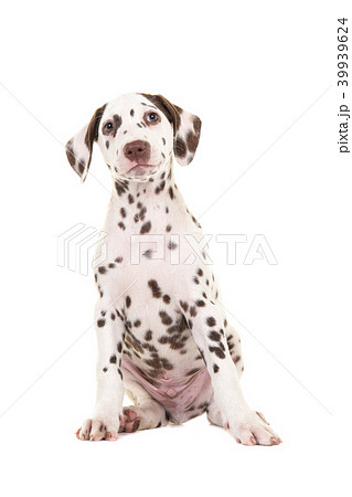 Cute sitting brown and white dalmatian puppy  39939624