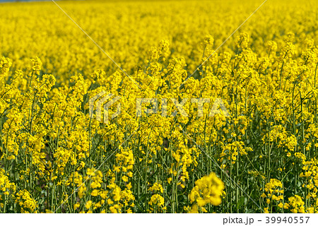 Yellow rape field. Yellow rape field. 39940557