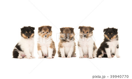 Five shetland sheepdog puppies Five shetland sheepdog puppies 39940770