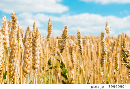 field of ripe wheat 39940994