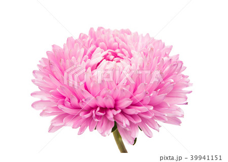 aster flowers aster flowers 39941151