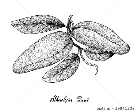 Hand Drawn of Fresh Atherolepis Pierrei Fruits 39941208