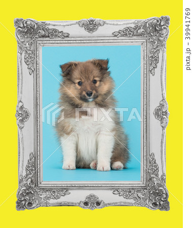 Shetland sheepdog puppy with blue and yellow frame 39941769