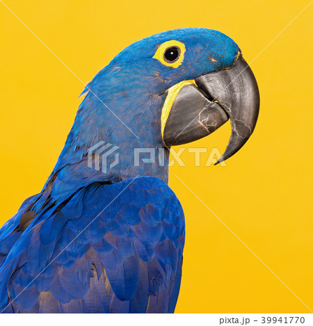 Blue hyacinth macaw portrait on yellow background 39941770
