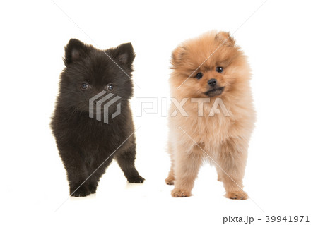 Two cute fluffy pomeranian puppy dogs  39941971