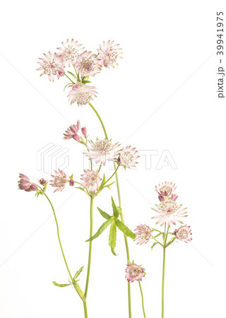 Blooming great masterwort flowers Blooming great masterwort flowers 39941975