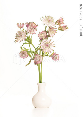 Bouquet of great masterwort flower in a white vase 39941976