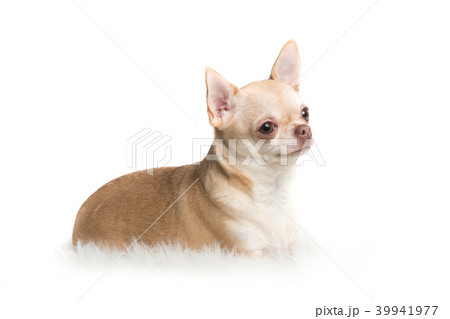 Chihuahua dog lying down on a white rug 39941977