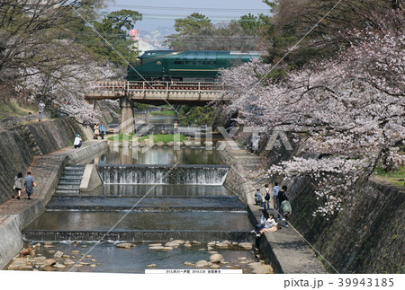 桜の咲く夙川を通過するトワイライトエクスプレス瑞風 39943185