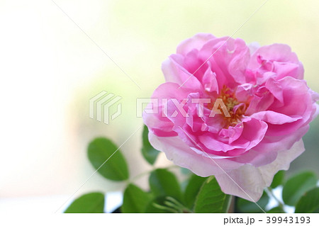 ダマスクローズ ダマスクローズ 39943193