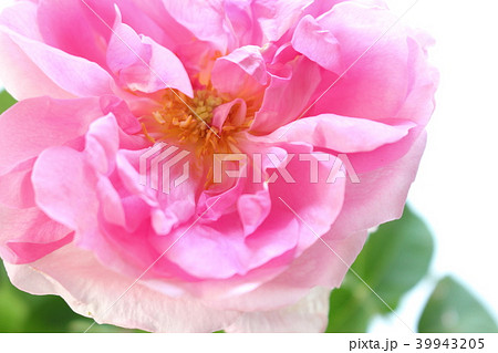 ダマスクローズ 39943205