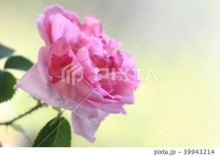 ダマスクローズ ダマスクローズ 39943214