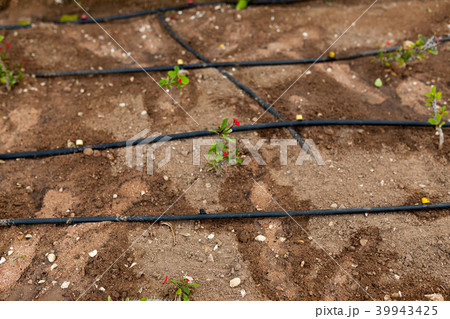 Flowers and the automatic irrigation system Flowers and the automatic irrigation system 39943425