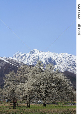 春の白馬山麓　四十九院のコブシと五竜岳 39943499