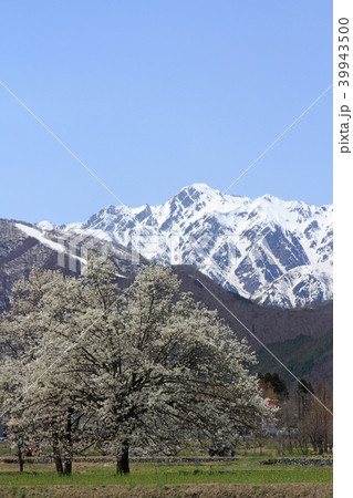 春の白馬山麓　四十九院のコブシと五竜岳 39943500