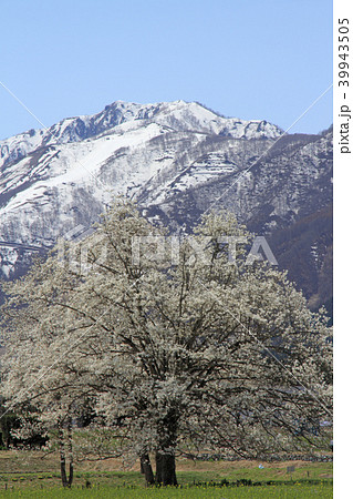 春の白馬山麓 四十九院のコブシ 春の白馬山麓 四十九院のコブシ 39943505