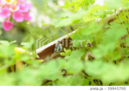 ヤマトシジミの羽化（羽を伸ばしているところ） 39943700