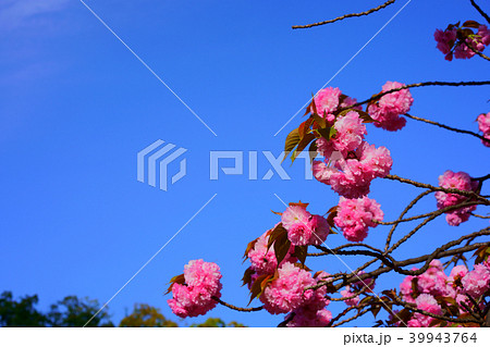 都心の八重桜 都心の八重桜 39943764