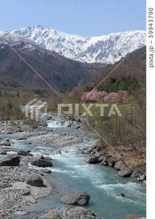 白馬山麓の春　北アルプス白馬岳 39943790