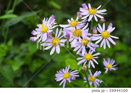 真っ直ぐに上に伸びて薄紫の花を付けるシオン 39944100