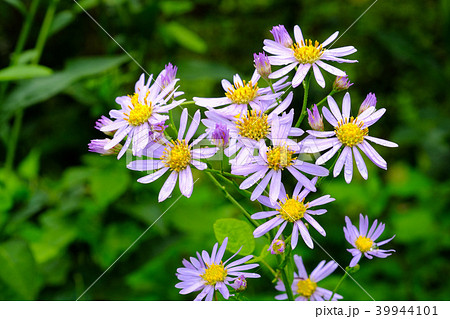 真っ直ぐに上に伸びて薄紫の花を付けるシオン 39944101