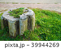 切り株に生える草 39944269