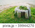 切り株に生える草 39944270