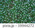 上から見下ろした青い花々 39944272