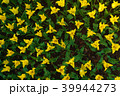 上から見下ろした黄色のチューリップ 39944273