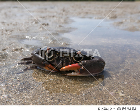 クマドリオウギガニ クマドリオウギガニ 39944282