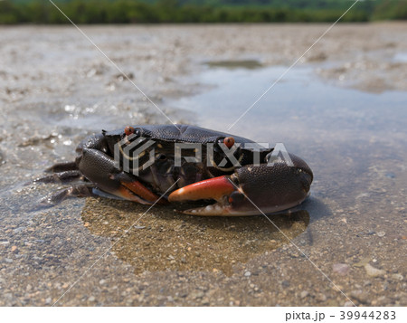 クマドリオウギガニ クマドリオウギガニ 39944283