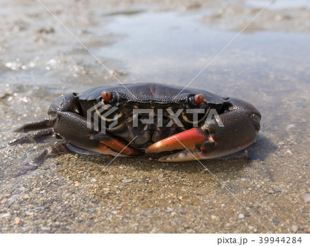 クマドリオウギガニ クマドリオウギガニ 39944284