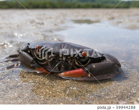 クマドリオウギガニ クマドリオウギガニ 39944288