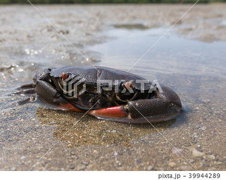 クマドリオウギガニ クマドリオウギガニ 39944289