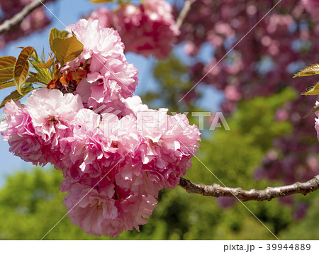 豪徳寺の八重桜 39944889
