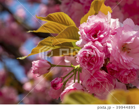 豪徳寺の八重桜 39944895