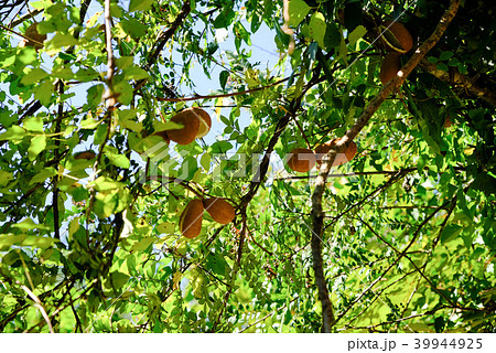 森の中で蔓状に実を付けるアケビの実 森の中で蔓状に実を付けるアケビの実 39944925