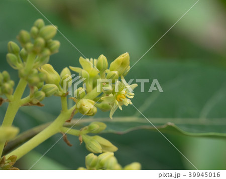 アボカドの雌花 アボカドの雌花 39945016