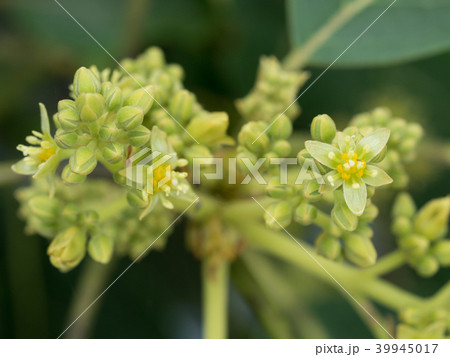 アボカドの雌花 39945017
