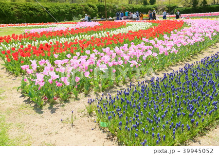 春の花壇 チューリップ満開 春の花壇 チューリップ満開 39945052